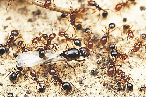 你知道红火蚁吗?遇到这种具有攻击性的入侵生